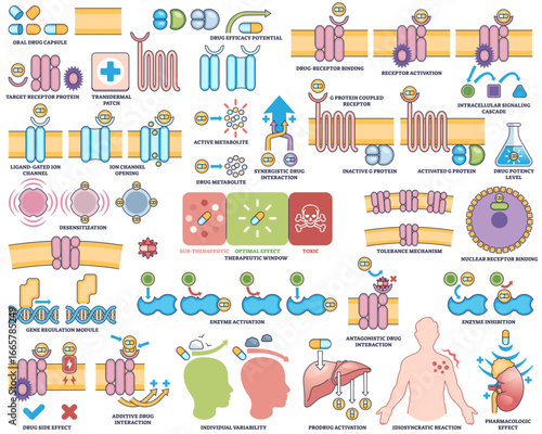 Drug action pharmacodynamics visualizes drug-receptor interactions, signaling pathways, and cellular effects in an outline style collection, transparent background. Outline style collection