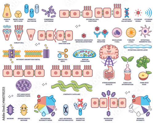 Human microbiome worksheet collection shows gut bacteria, epithelial cells, and immune functions in an educational outline style, transparent background. Outline style collection