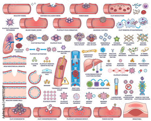 Blood clotting and hemostasis illustrated with blood vessels, platelets, and clotting factors in a clear outline style, transparent background. Outline style collection