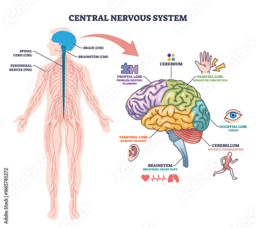 Central nervous system overview showing human outline, brain, and spinal cord with labeled brain regions, transparent background.