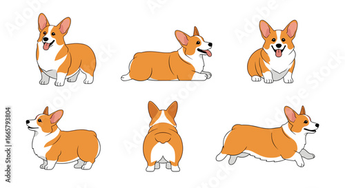 Adorable pembroke welsh corgi dog poses collection showing their unique body shape and characterful expressions