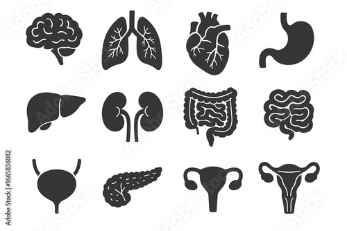 Silhouettes of human organs: brain, lungs, heart, stomach, liver, kidneys, intestines, bladder, pancreas, uterus