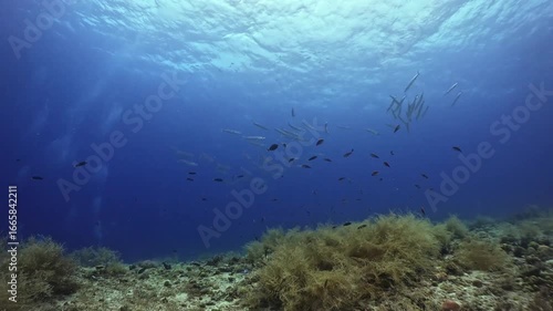 Wallpaper Mural A pack of Barracudas swim around in the blue ocean with  glowing sunbeams Torontodigital.ca