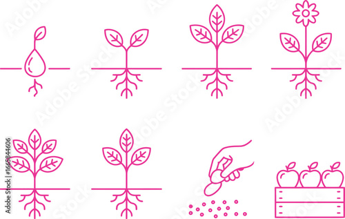 Pink Line Icon Shows Seedling with Water Drop, Seeds, Hand, Flower and Ripe Apples