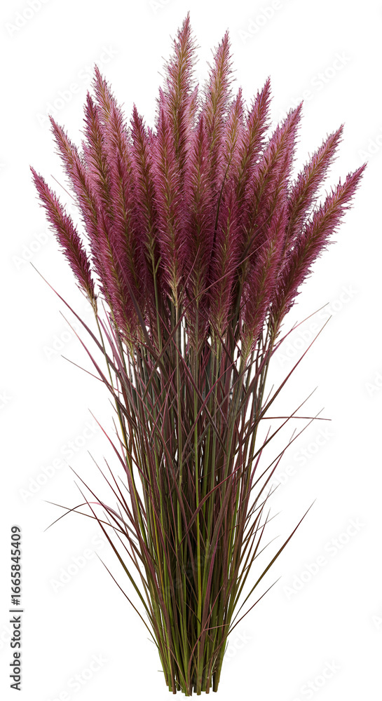 Fototapeta premium Realistic Photo Of Purple Grass Plant Isolated On Transparent Background