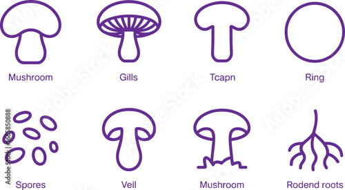 Purple Mushroom Anatomy Diagram, Fungi Parts, Spores, Ring on White Background