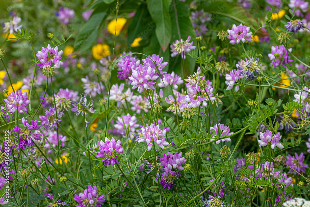 Naklejka premium securigera varia purple crown vetch blooming in summer meadow