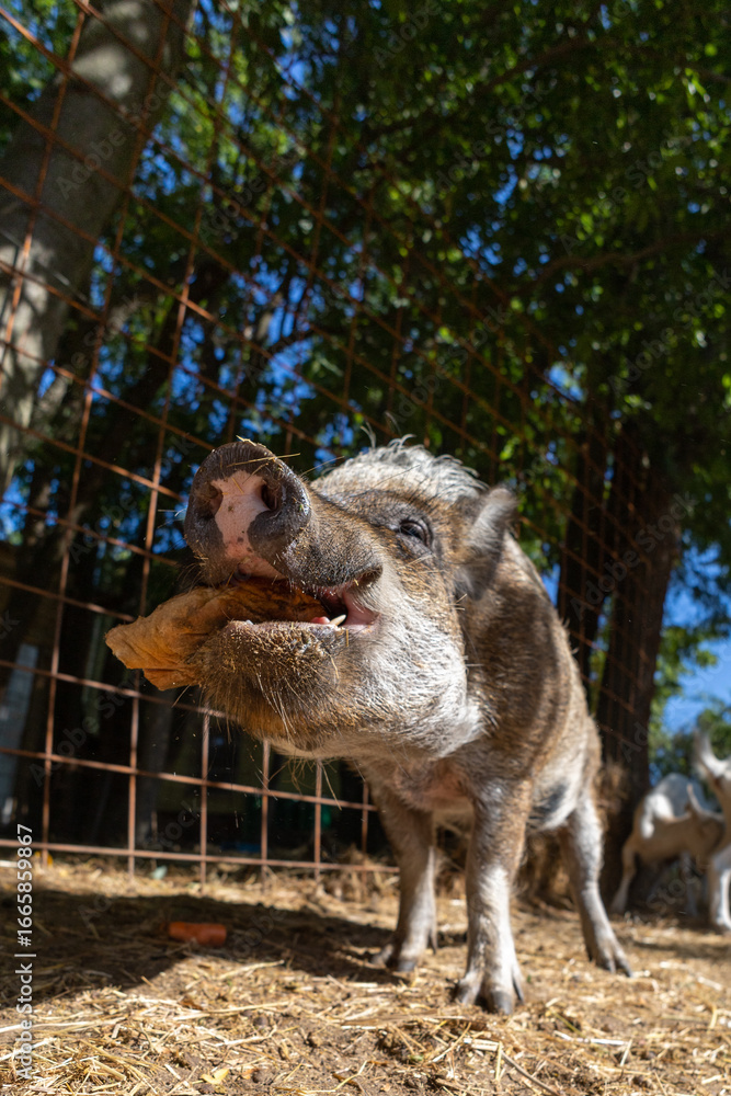 Fototapeta premium portrait of a dog