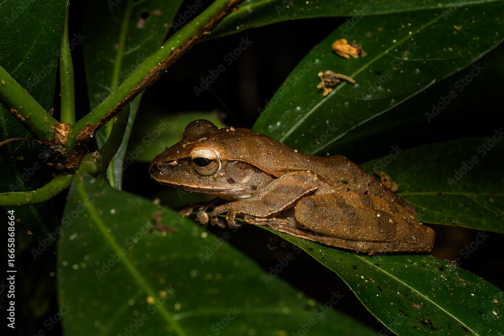 Obraz premium Hong Kong Whipping Frog - Polypedates megacephalus, beautiful shrub frog from Asian forests and bushes, Vietnam.
