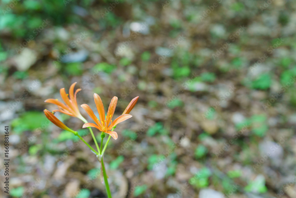 Obraz premium 日本で咲くキツネノカミソリの花・Lycoris sanguinea