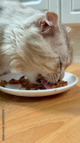 A lop-eared cat eats wet food from a bowl in the kitchen