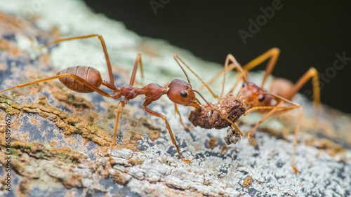 Weaver ants carrying food on tree bark close-up