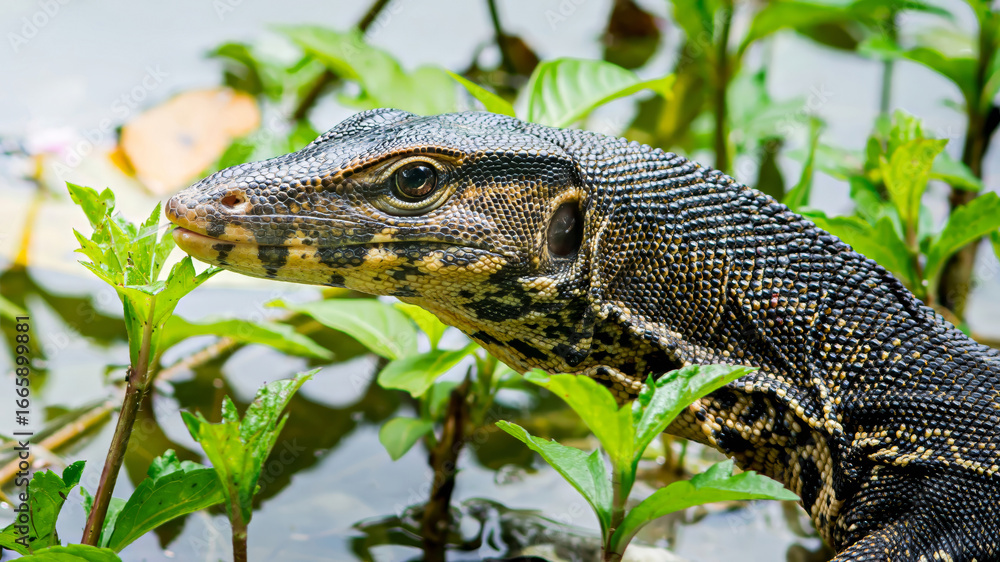 Obraz premium Water monitor emerging from lush green vegetation