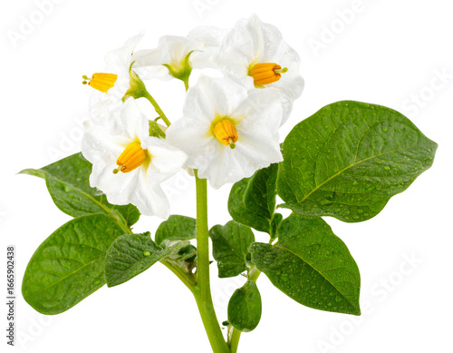 White Potato Flower Branch with Green Leaves, Side View after Rain, isolated