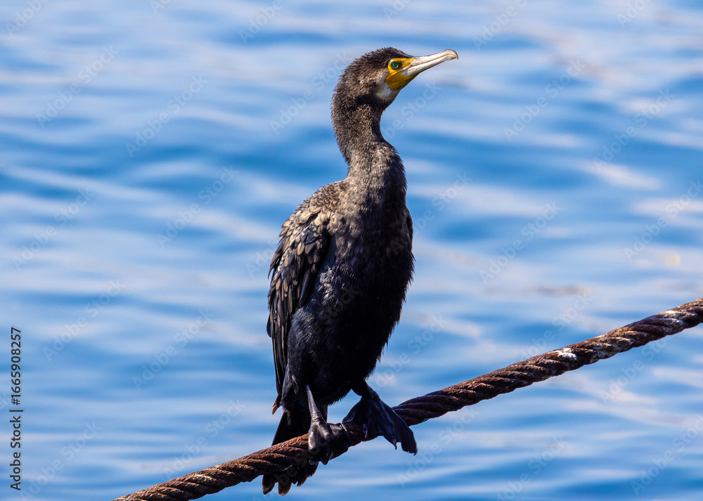 Fototapeta premium Close-up of a cormorant standing on a rope