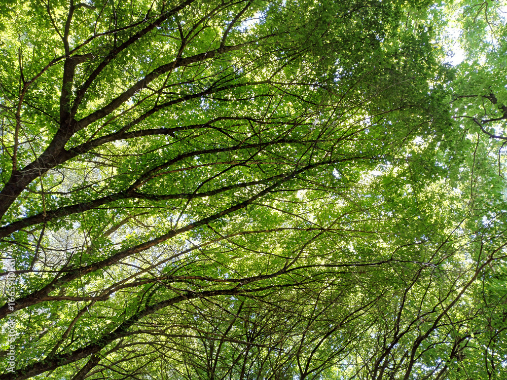 Obraz premium Dappled Light through Summer Leaves