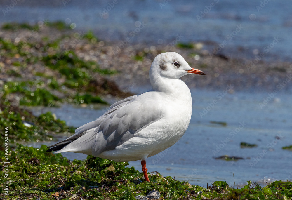 Close-up of a Black-headed Gull (Chroicocephalus ridibundus) on the seashore Close-up of a Black-headed Gull (Chroicocephalus ridibundus) on the seashore