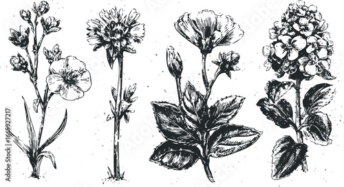 Black and white linocut style drawings of four different blooming plants