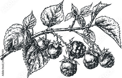 Black and white linocut style drawing of ripe raspberries on a branch