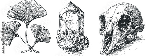 Botanical Ginkgo Leaves, Quartz Crystal Cluster, and Animal Skull Drawing