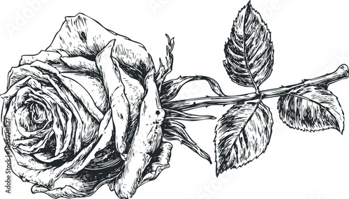 Detailed ink drawing of a single rose with leaves and thorns
