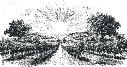 Vineyard landscape with sunburst and rolling hills in sketch style
