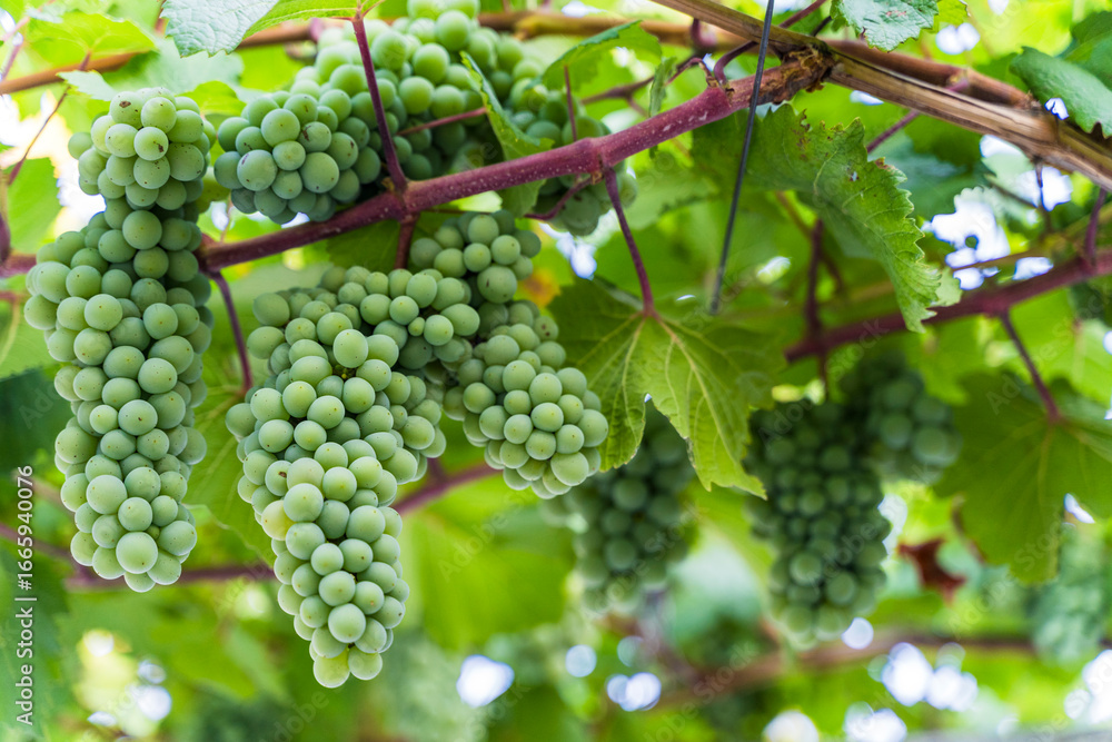 custom made wallpaper toronto digitalGreen Wine Grapes on Vineyard Vine