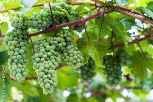 Wallpaper Mural Green Wine Grapes on Vineyard Vine Torontodigital.ca