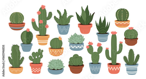 Collection of potted succulent and cactus plants for your home or garden