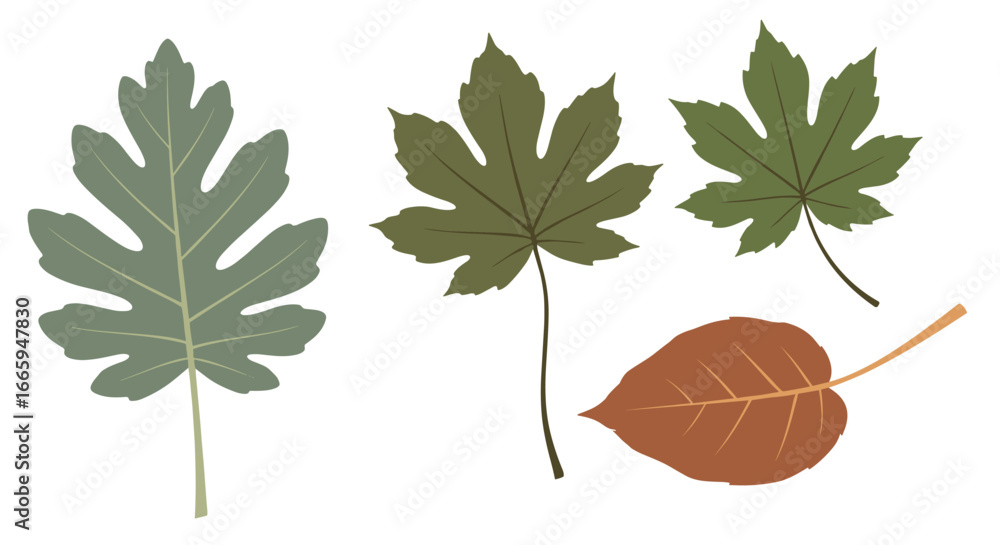 Obraz premium Various tree leaves autumn fall nature botanical collection elements organic seasonal growth plant