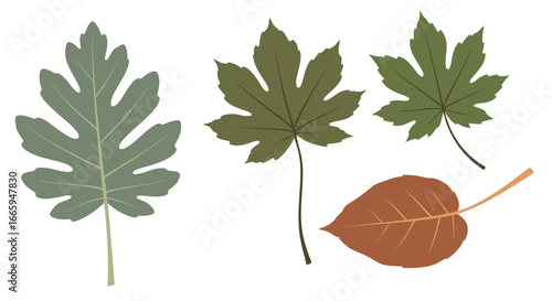 Various tree leaves autumn fall nature botanical collection elements organic seasonal growth plant