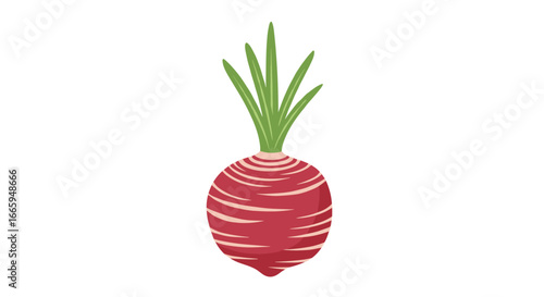 Fresh red radish root vegetable with green tops for healthy cooking and nutrition