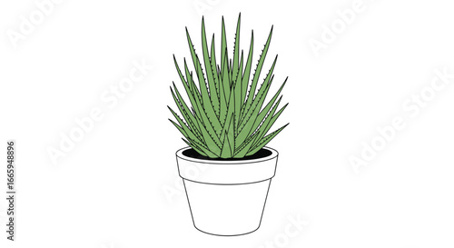 Beautiful spiky green plant in a white pot illustration for home decor and nature designs