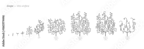 Grape Life Cycle - Botanical monochrome black and white hand drawn vector Illustration for Viticulture and Education
