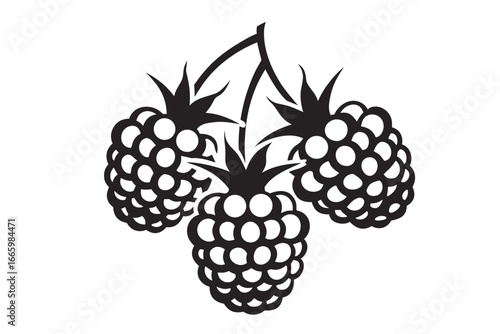 Berry on White Background Three Black Raspberries in Silhouette, Minimalist Style