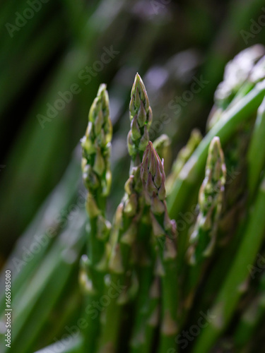 green asparagus on market stall