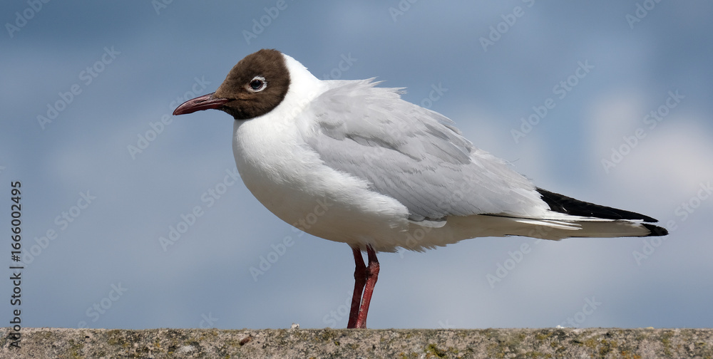 Fototapeta premium The black-headed gull is a small gull that breeds in much of the Palearctic in Europe and Asia, and also locally in smaller numbers in coastal eastern Canada