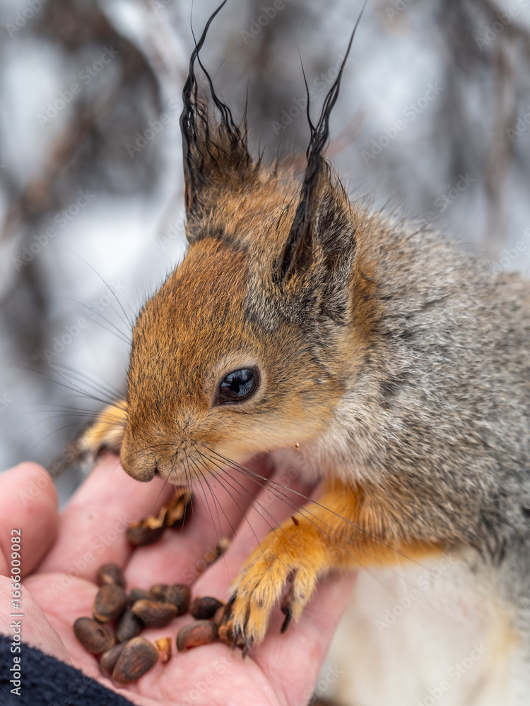 Fototapeta premium Squirrel eats nuts from a man's hand. Caring for animals in winter or autumn.
