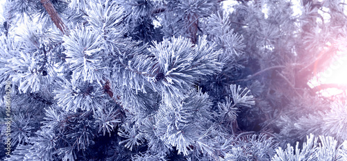 Quadro em tela Horizontal Christmas background with pine branch, covered with frost