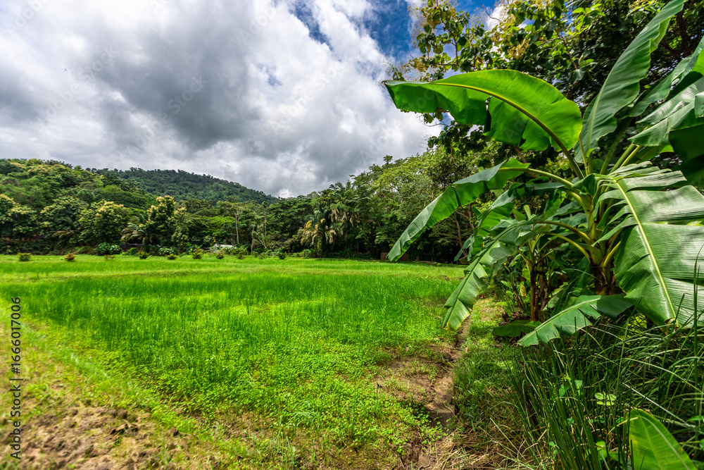 Obraz premium Background of green rice fields in rural Chiang Rai, northern Thailand, with banana trees planted around by farmers.