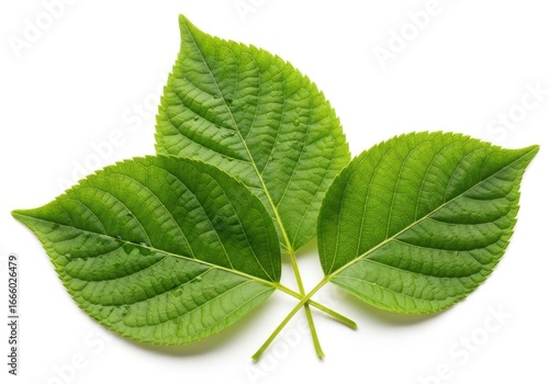 Fresh Green Hydrangea Leaves Isolated, showcasing vibrant leaf details