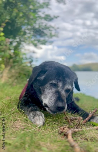A senior black Labrador enjoying a walk by the river, lying on the grass and chewing on tree branches.

