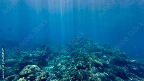 Sun rays underwater over a coral reef. View of a coral reef on the sea floor and even sun rays passing through the water.