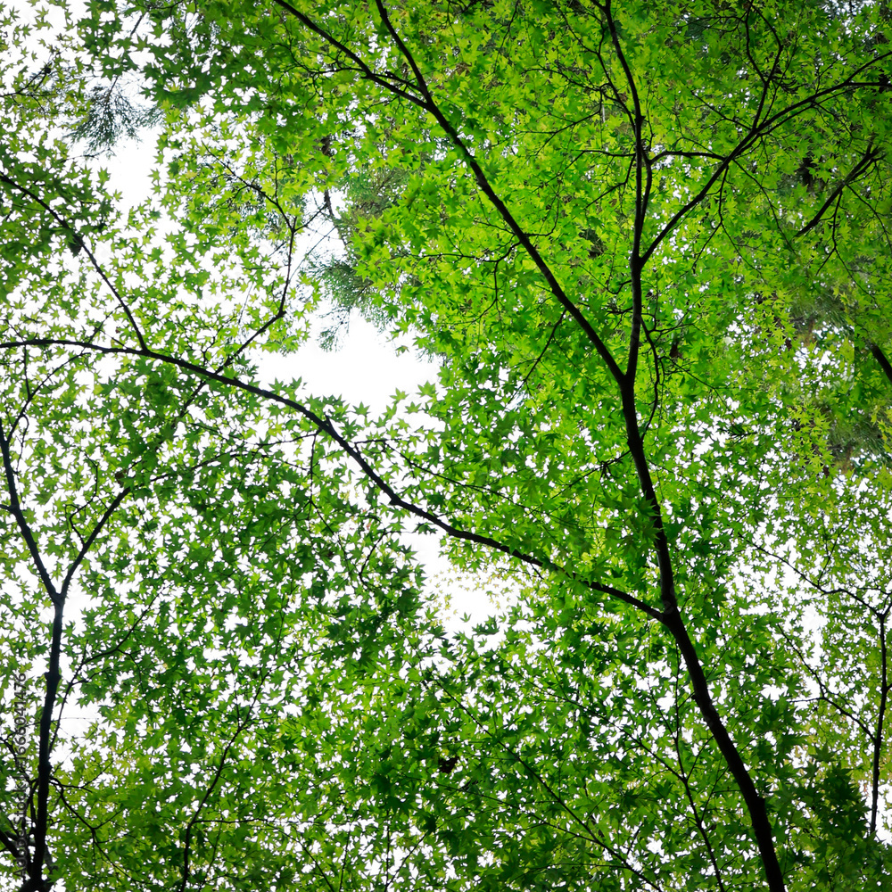 Obraz premium Close up of branch of maple leaves 