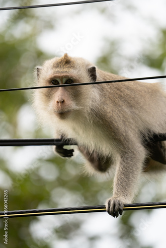Monkey hanging from power lines