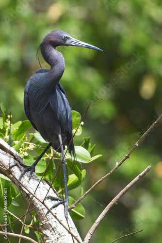 Little Blue Heron, (Egretta caerulea), standing, Trinidad, West Indies.