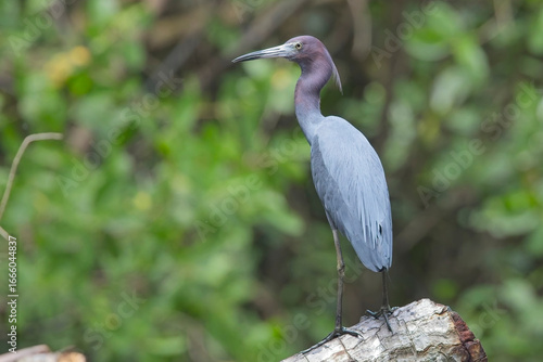 Little Blue Heron, (Egretta caerulea), standing, Trinidad, West Indies.