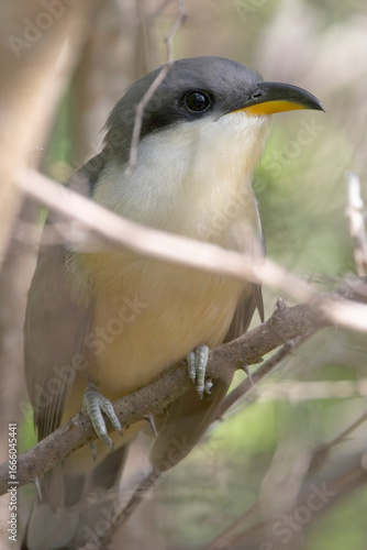 Mangrove Cuckoo, (Coccyzus minor), close, perched in bushes on Grenada, West Indies.