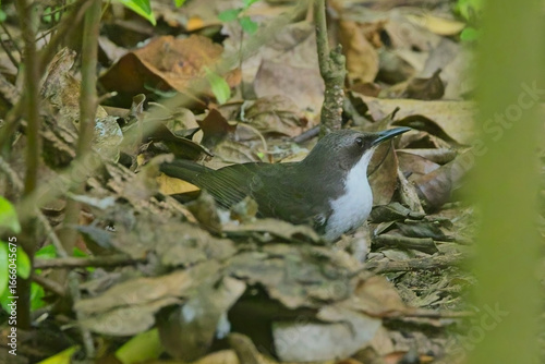 Martinique Thrasher (Ramphocinclus brachyurus), a very rare endemic, foraging in the leaf litter on the ground,  Martinique, West Indies.