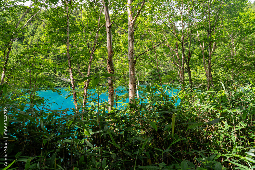 Obraz premium 青い湖面が美しい志賀高原・大沼池